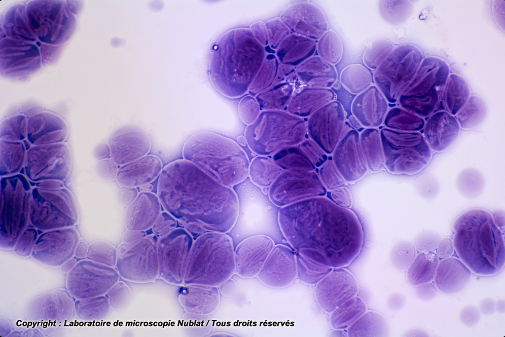 Digestion in vitro du gr. d’amidon par  l’amylase - Nublat