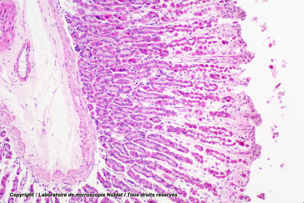 [027549] Estomac - glandes gastriques et muscle lisse - Nublat
