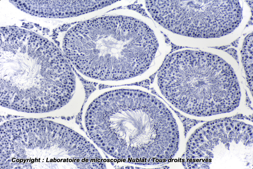 [027593] Testicule - Rat - spermatogenèse avec épididyme - Nublat