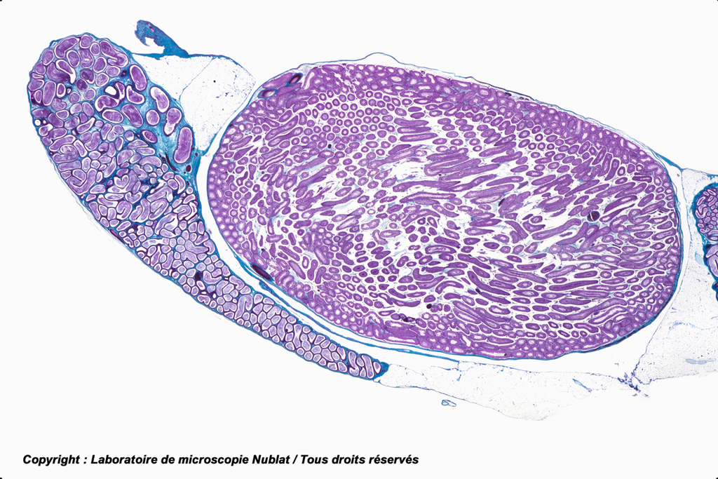 [027594] Testicule - Rat - cellules interstitielles - avec épididyme - Nublat