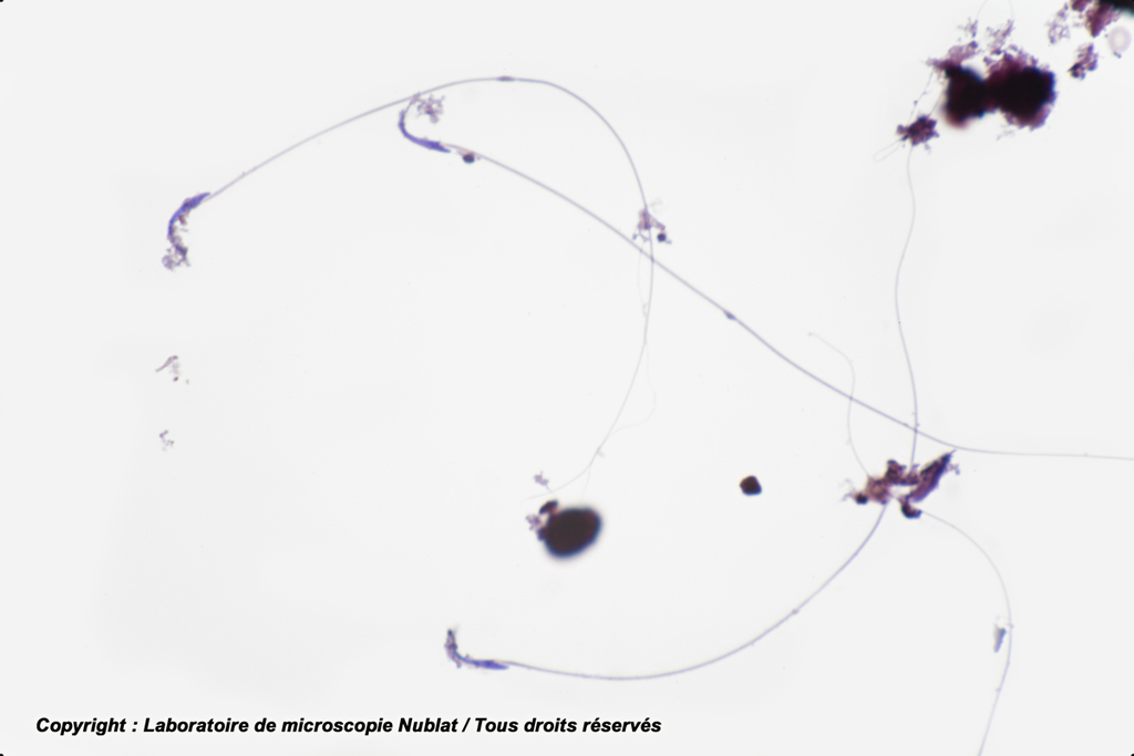 [027600] Spermatozoïdes - Rat - H - Nublat
