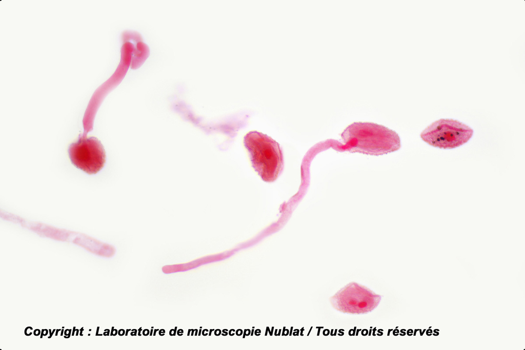 [027867] Germination du tube pollinique de Lis - CBA - Nublat