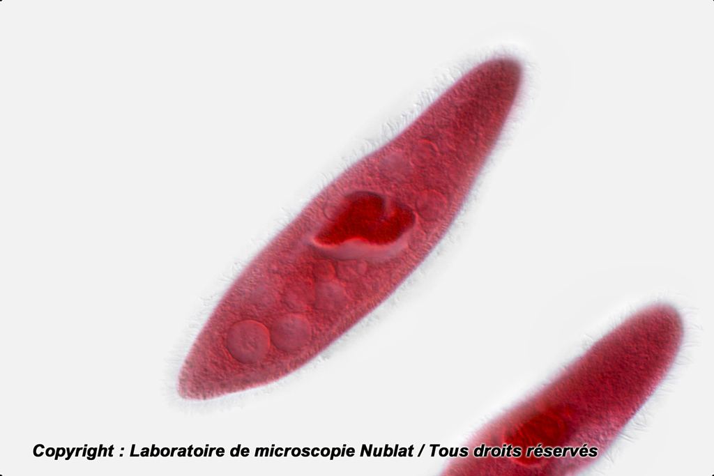 Infusoires ciliés : Paramécies - Nublat
