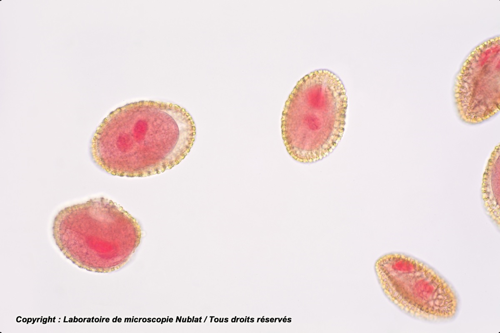 Pollen de Lis - CBA - Nublat