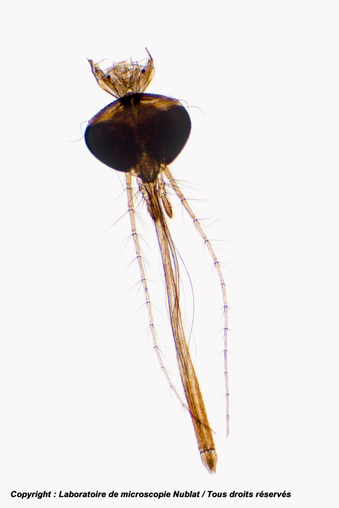 [027976] Tête d’insecte suceur piqueur - Moustique femelle - CN -Nublat