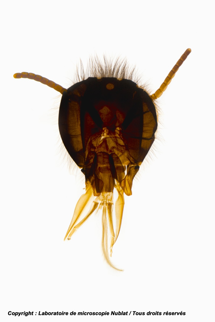 Tête d’Insecte broyeur-lécheur Abeille - Nublat