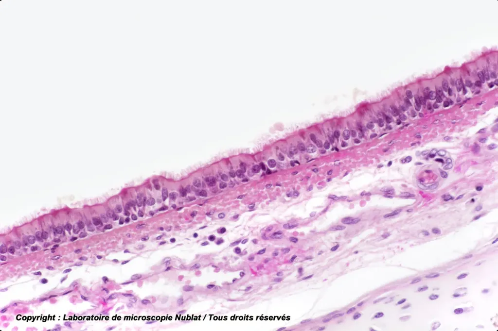 Trachée mammifère - Préparation microscopique Nublat