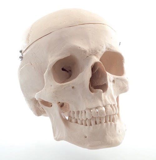 [020004-S68415] Crâne humain adulte