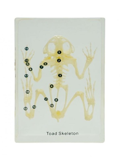 [020039-S68291] Squelette en inclusion résine : Grenouille