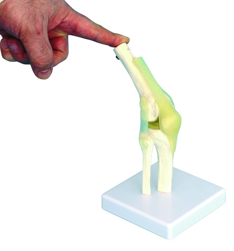 [020044-S63408] Modèle articulation du genou