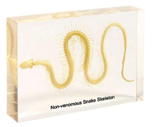 [020106-S68294] Squelette en inclusion résine : Serpent