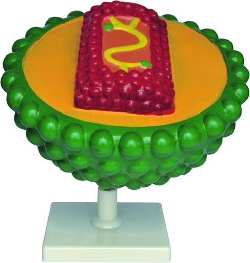 [020107-S61491] Modèle de virus du SIDA