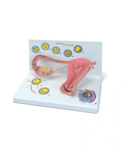 [023031-S64366] Les différents stades de la fécondation