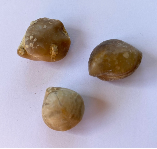 [031024-S60447] Fossiles véritables :  Térébratule (lot de 10)