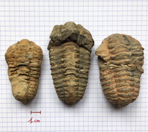 [031026-S60457] Fossiles véritables : Trilobite (lot de 3)