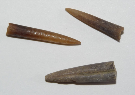 [031033-S60456] Fossiles véritables : Bélemnite - rostre (lot de 8)