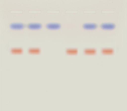 [910202-S68495] Kit de TP - Pourquoi les personnes sont différentes physiquement?