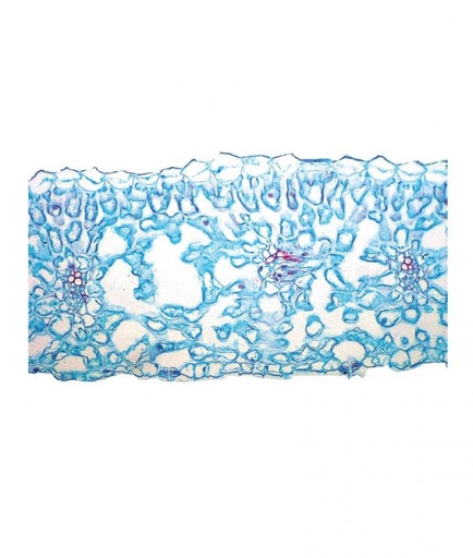 [027122-S67965] Préparation microscopique: Feuille monocotylédone + dicotylédone CT