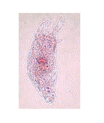 [027230-S60609] Préparation microscopique: Foraminifères fossiles (mélange)