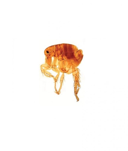 [027032-S60620] Préparation microscopique: Insectes: Drosophiles mâle et femelles    