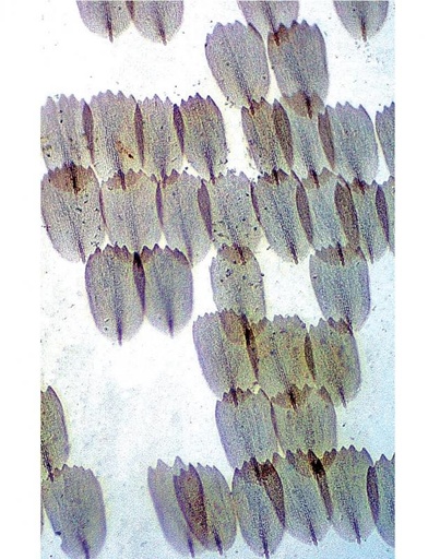 [S60631] Préparation microscopique: Ailes d'abeille