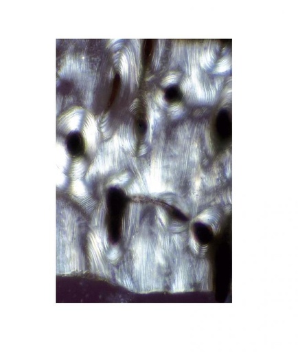 [S60467] Préparation microscopique: Mitochondries (foie batracien)