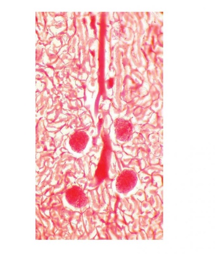 [027024-S60413] Préparation microscopique: Rein rat CT