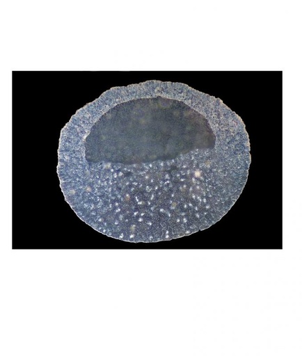 [027034-S60313] Préparation microscopique: Sperme de taureau glychemalun
