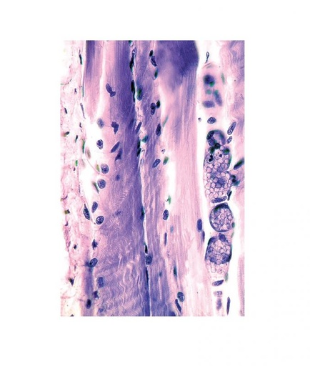 [027027-S60321] Préparation microscopique: Histologie des vertébrés: Muscle strie - rat ou lapin CT  