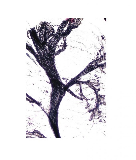 [027044-S60429] Préparation microscopique: Cerveau de rat (Cajal) CT