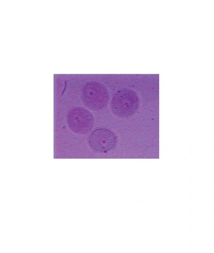 [S68599] Préparation microscopique: Embryon de poulet 72h