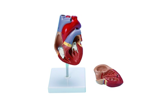 [020006-S60133] Coeur en 2 parties taille réelle 19*12*12 cm