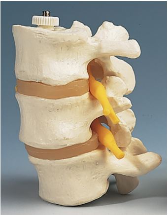 [S61484] Jeu de 3 vertèbres