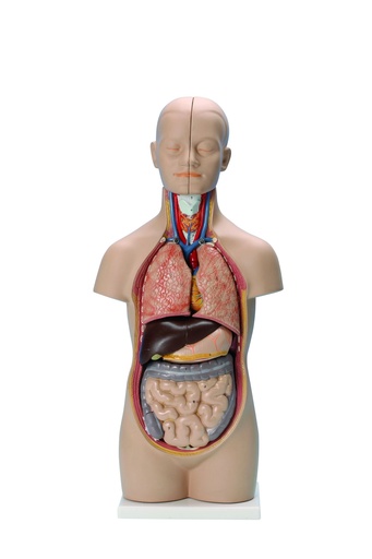 [020043-S61485] Mini-Torse/Tronc 12 parties - 50 cm