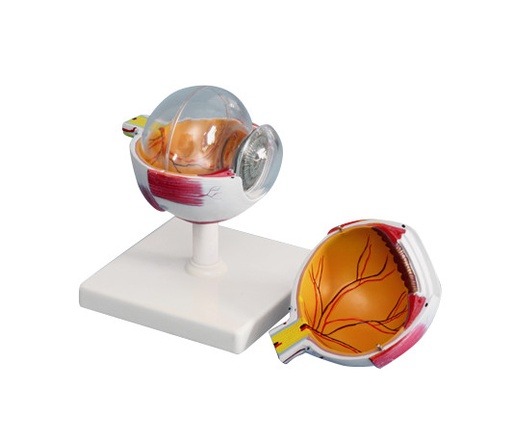 [020005-S61473] Modèle Oeil humain - 6 parties - Agrandi 4x