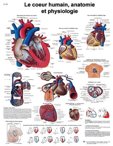 [S61839] Planche 50x67 cm : Coeur humain