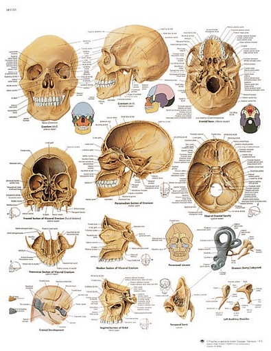 [S61832] Planche 50x67 cm : Crâne humain