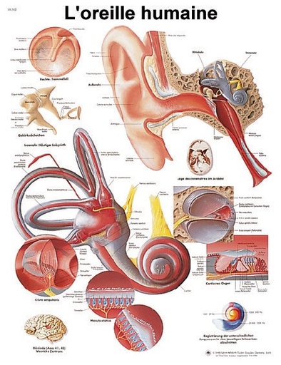 [S61835] Planche 50x67 cm : Oreille humaine