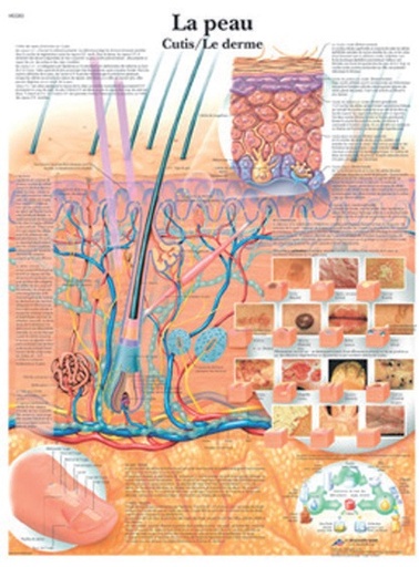 [S61836] Planche 50x67 cm : Peau et derme