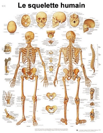 [S61830] Planche 50x67 cm : Squelette humain