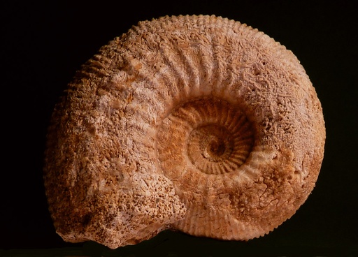 [S69728] Ammonites caractéristiques d'étages (7 moulages)