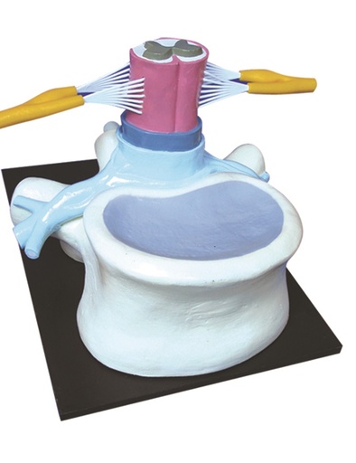 [020009-S57871] Modèle de moelle épinière - Arc réflexe