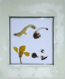 [S69713] Association fleurs/insectes