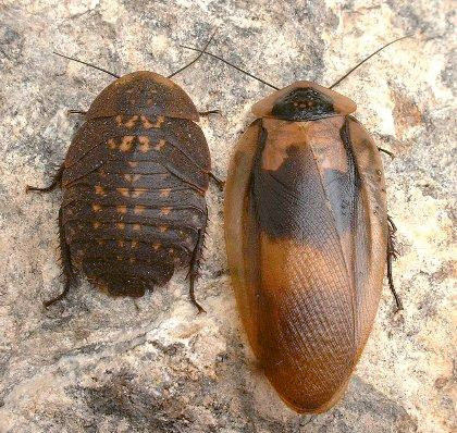 [028010-D66409] Blatte conserves dans l'alcool