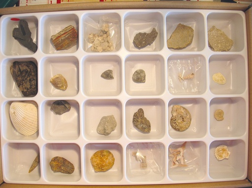 [S69726] Collection de 24 moulages de  fossiles