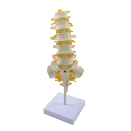 [S68430] Colonne vertébrale avec nerfs et disques