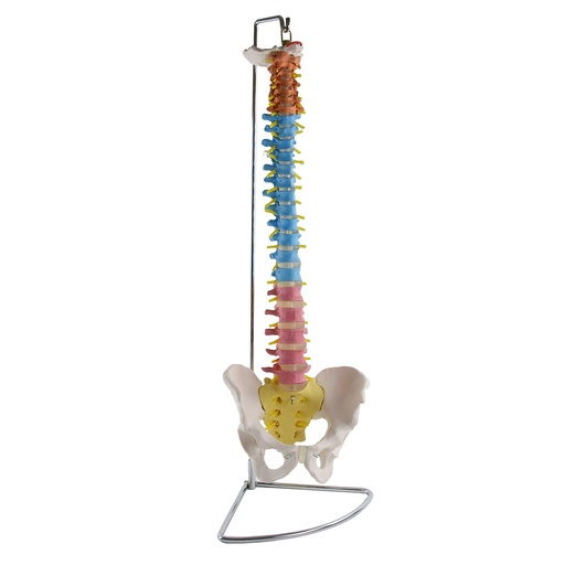 [S68423] Colonne vertébrale didactique avec bassin