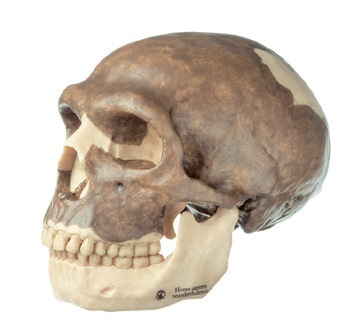 [S64458] Crâne Néanderthalensis SOMSO S3