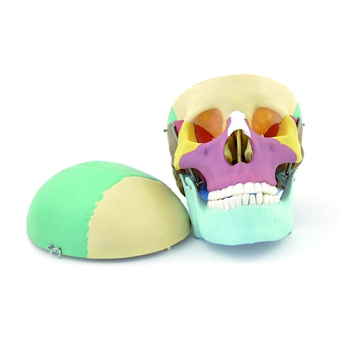 [020110-S68416] Crâne humain pédagogique en 3 parties