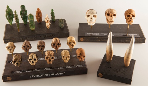 [020111-S58789] Crânes réduits "l'évolution humaine"